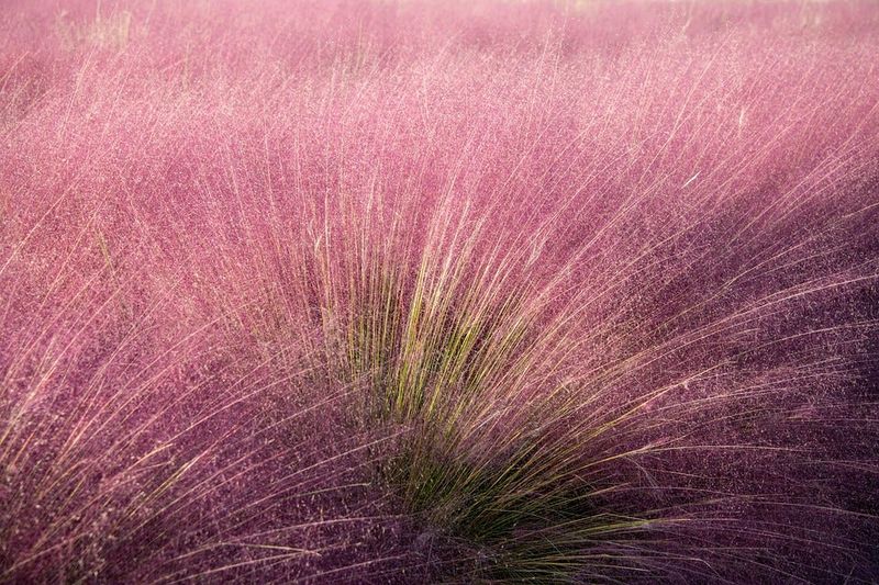 Muhly Grass