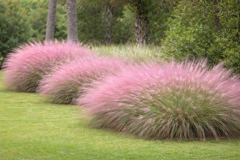 Muhly Grass