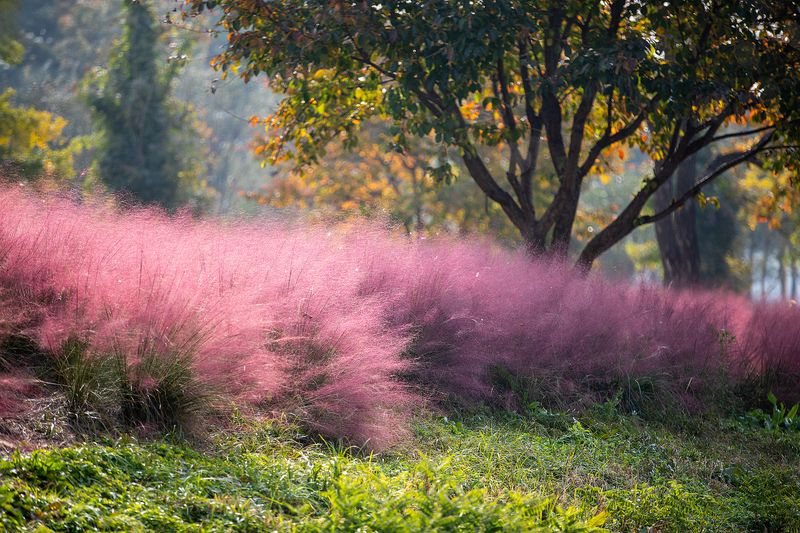 Muhly Grass (Muhlenbergia capillaris)