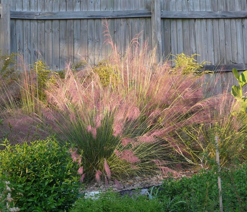 Muhly Grass Muhly Grass