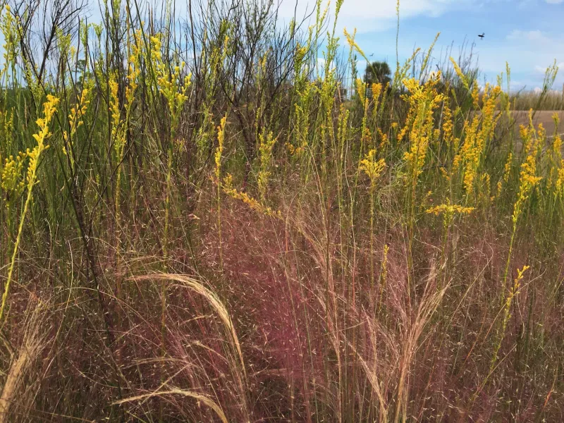 Muhly Grass