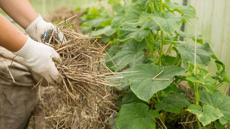Mulch helps hold a steadier root-zone climate