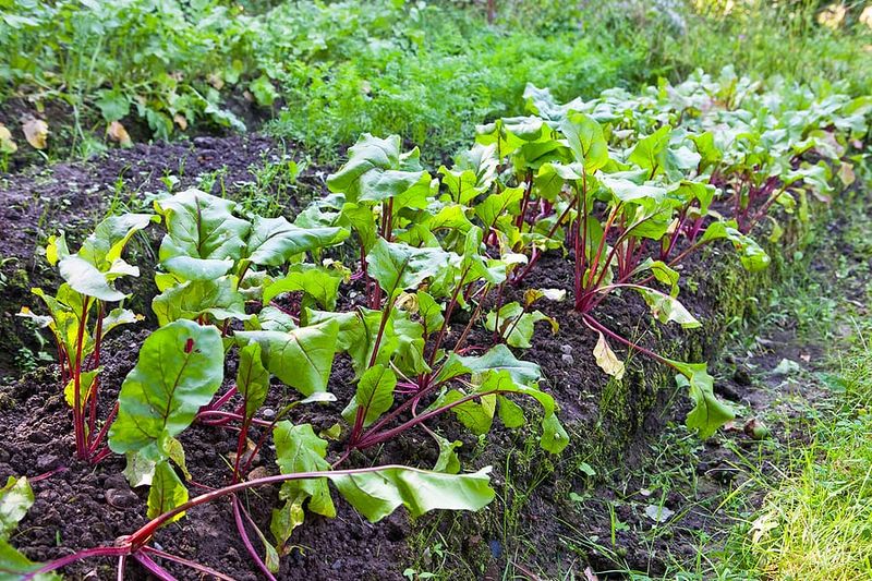 Multigerm beet fruits can crowd a row quickly