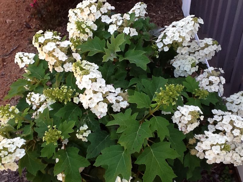 Munchkin Oakleaf Hydrangea