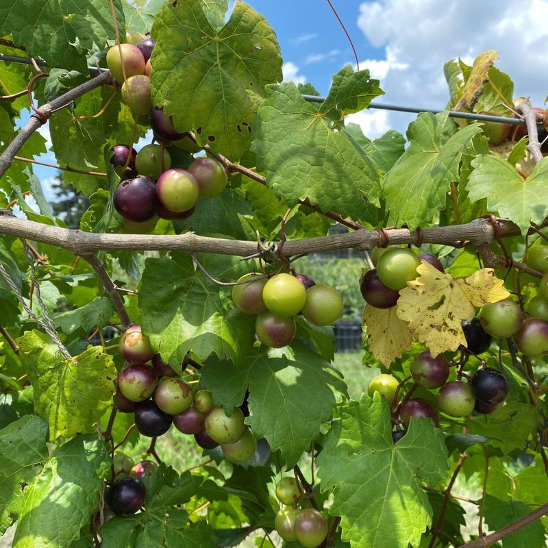 Muscadine Grape Muscadine Grape