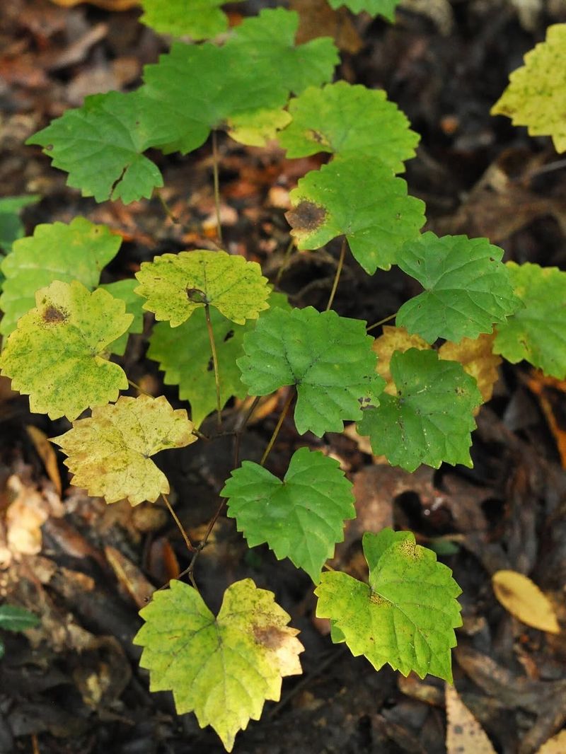 Muscadine Grape