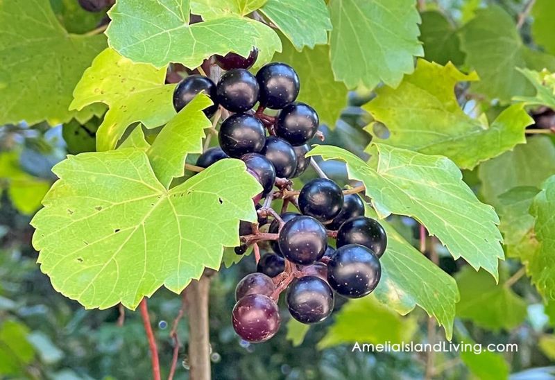 Muscadine Grape