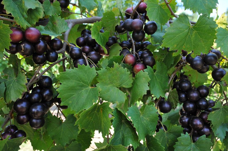 Muscadine Grape Muscadine Grape