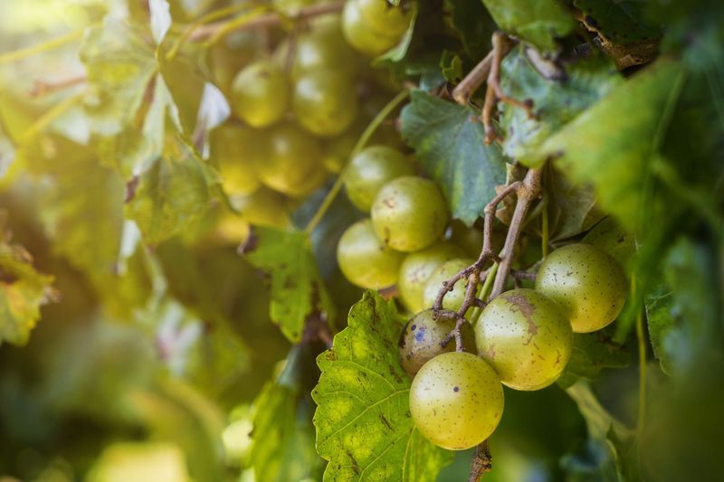Muscadine Grape