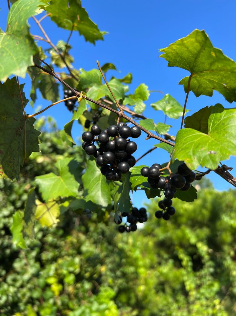 Muscadine Grape