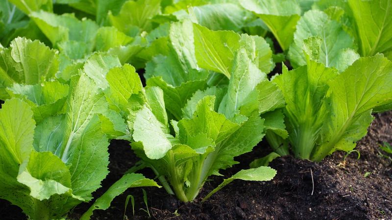 Mustard Greens