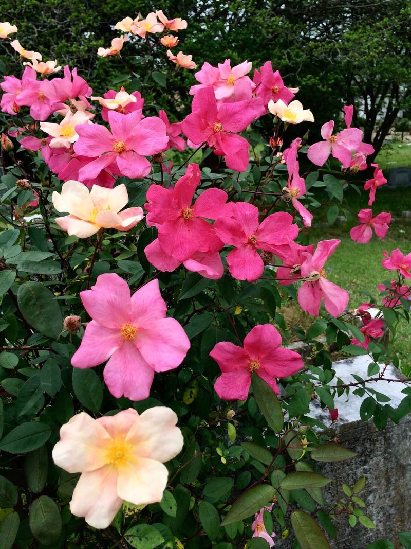 Mutabilis (Butterfly Rose)
