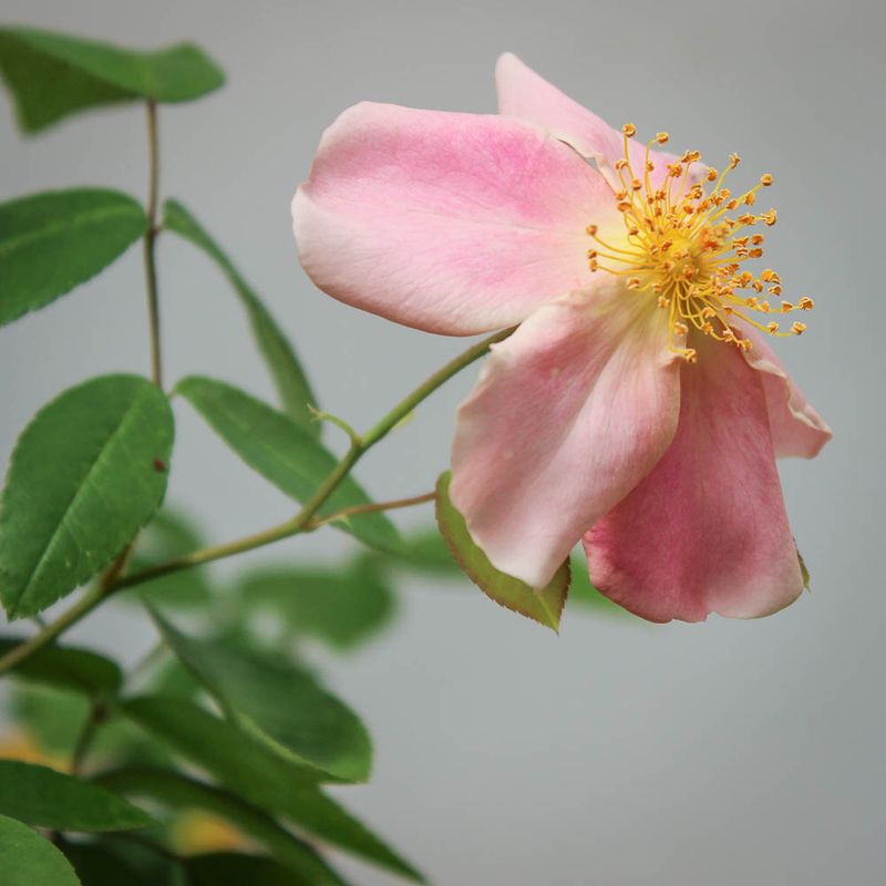 Mutabilis Rose