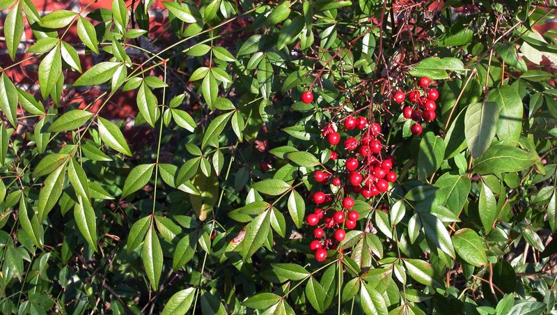Nandina