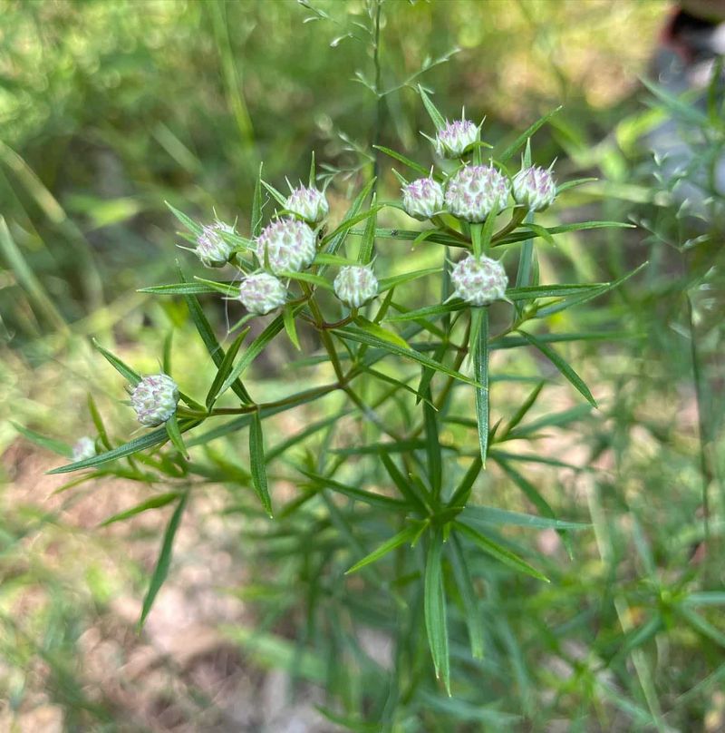Narrowleaf Mountain Mint Narrowleaf Mountain Mint