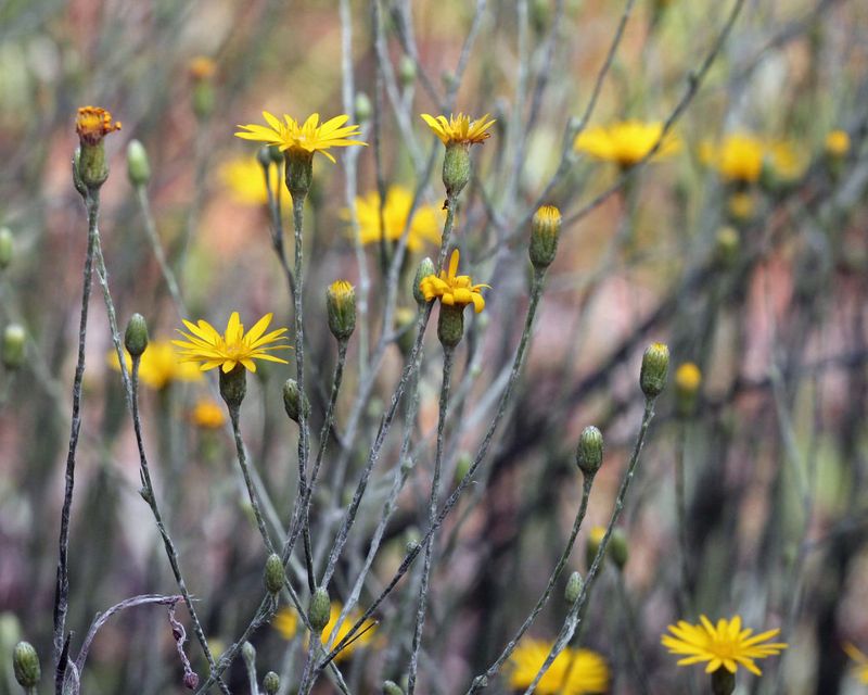 Narrowleaf Silkgrass