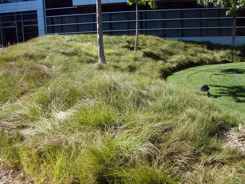 Native Sedge and Fescue Meadow Mix Native Sedge and Fescue Meadow Mix