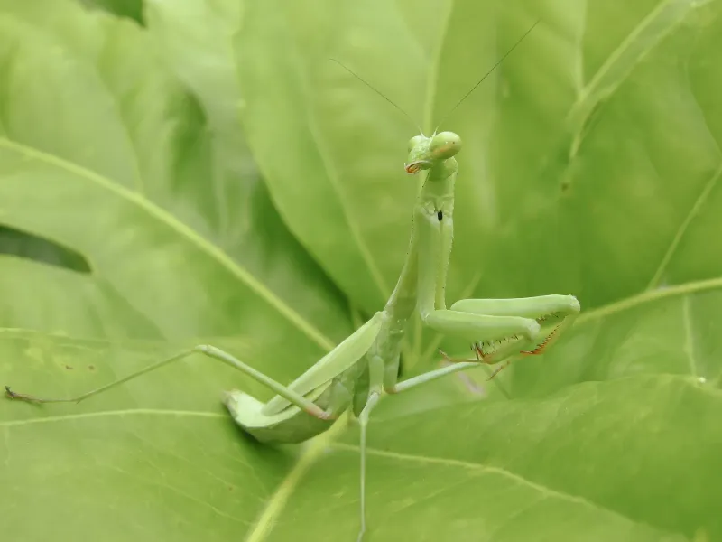 Native and Nonnative Mantises in North Carolina