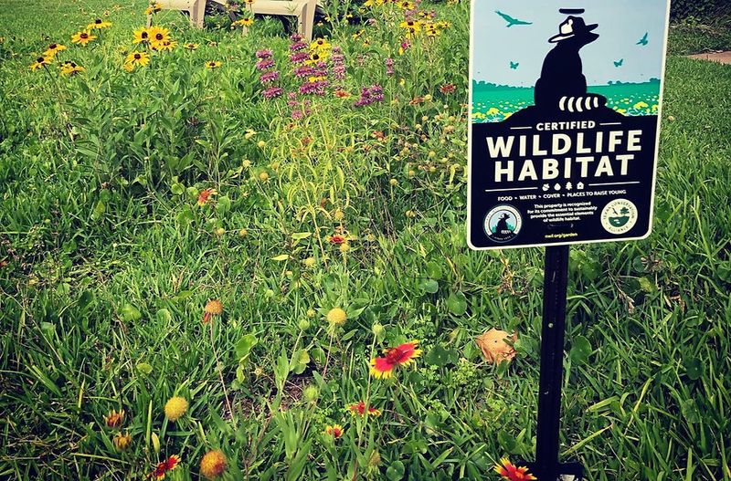 Native habitat does not prove a gecko attractant or roach repellent