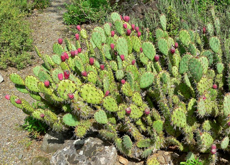 Native plants that can contribute useful habitat functions Native plants that can contribute useful habitat functions