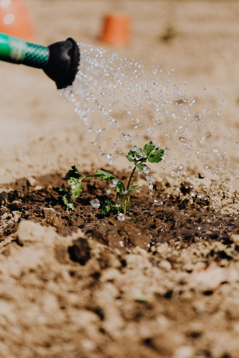 Native status does not eliminate establishment watering