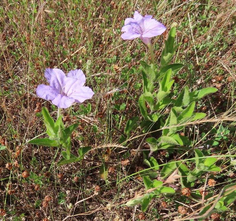 Native wild petunias belong to a different category Native wild petunias belong to a different category