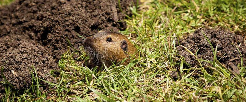 Natural predation will not fix every gopher problem Natural predation will not fix every gopher problem