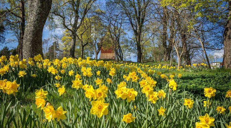 Naturalize bulbs without confusing spread with native value