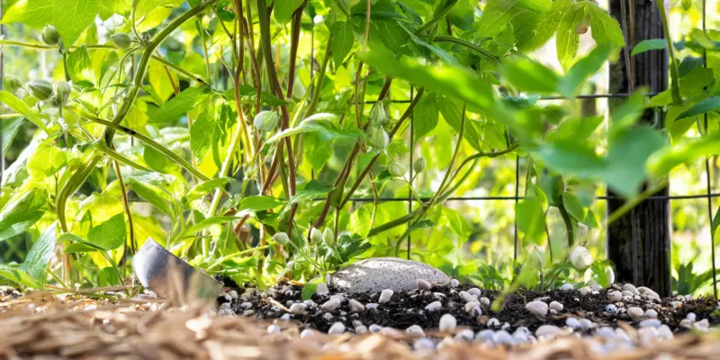 Nearby roots can take the moisture first