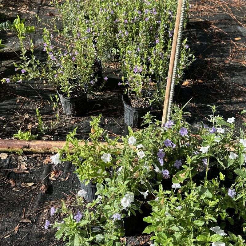 Nearly Native Nursery