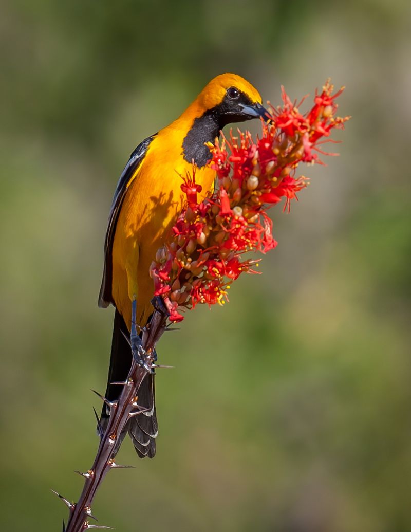 Nectar can support visits, but it cannot guarantee a return