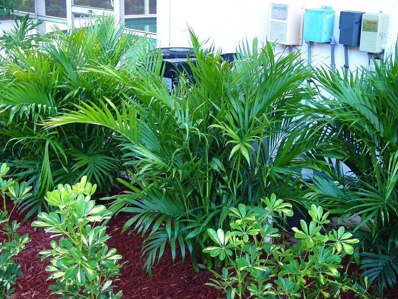 Needle Palm