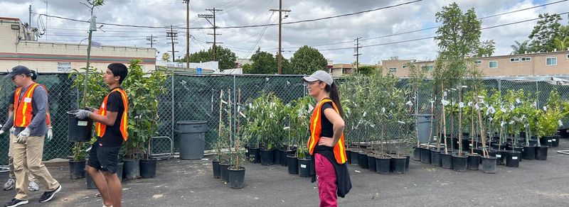 Neighborhood Tree Nonprofits and Adopt-a-Tree Days