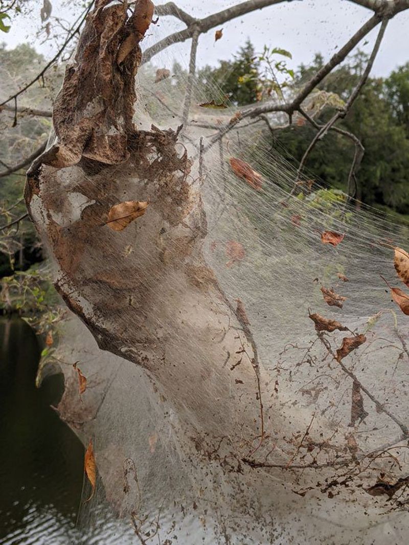 Nest removal cannot predict next summer’s population