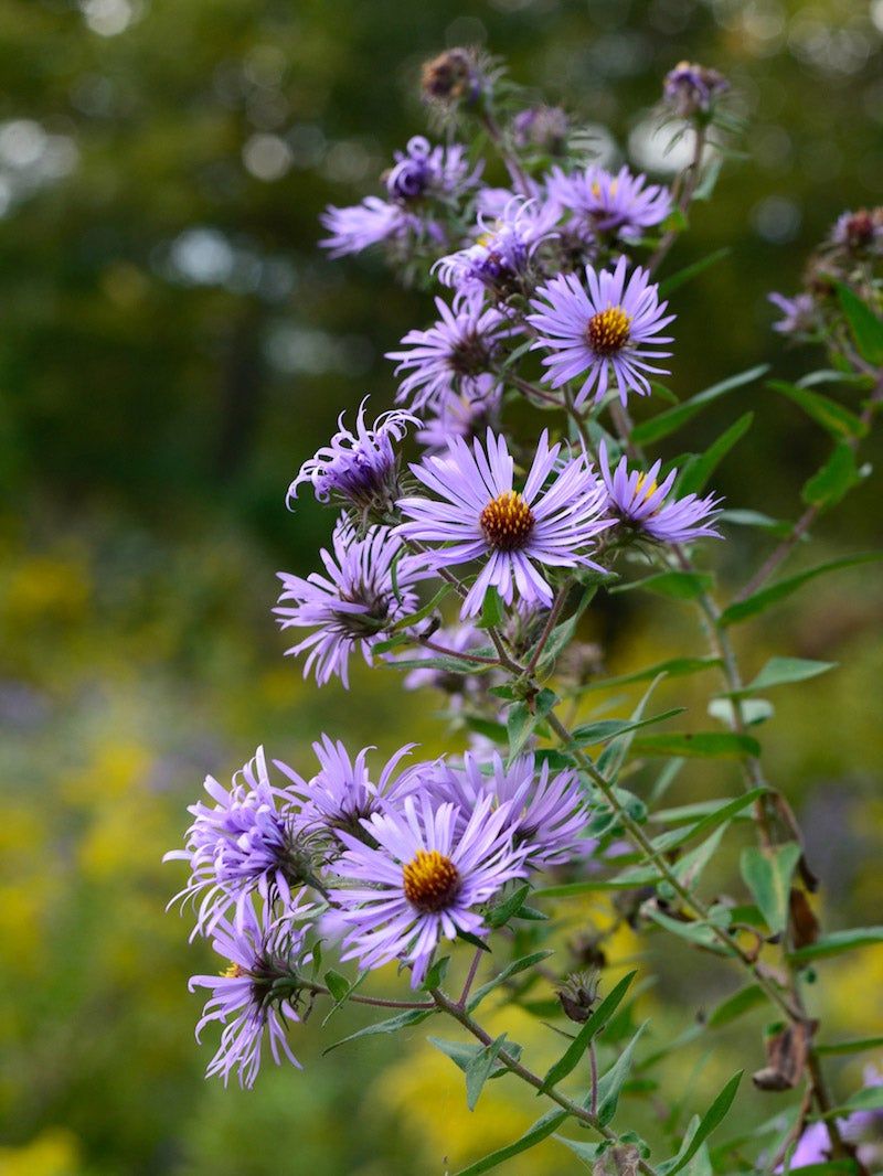 New England Aster (Symphyotrichum novae-angliae)