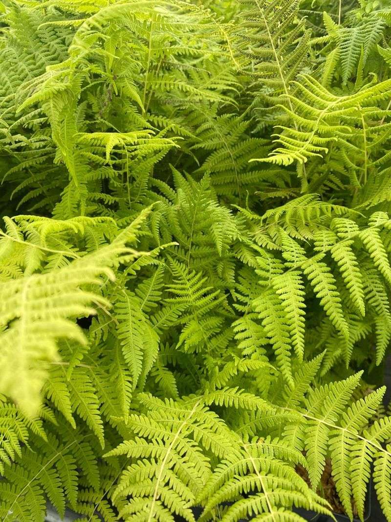 New York Fern