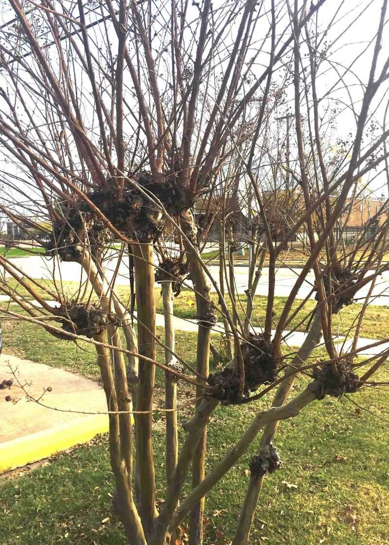 New growth explains winter pruning—not late-summer pruning