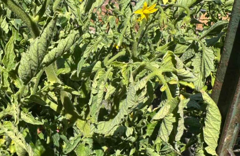 New growth, stunting, and regional clues require escalation