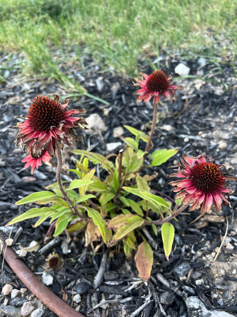 New plantings need a different watering rule