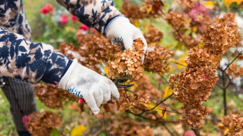 New-wood hydrangeas can follow a later pruning schedule