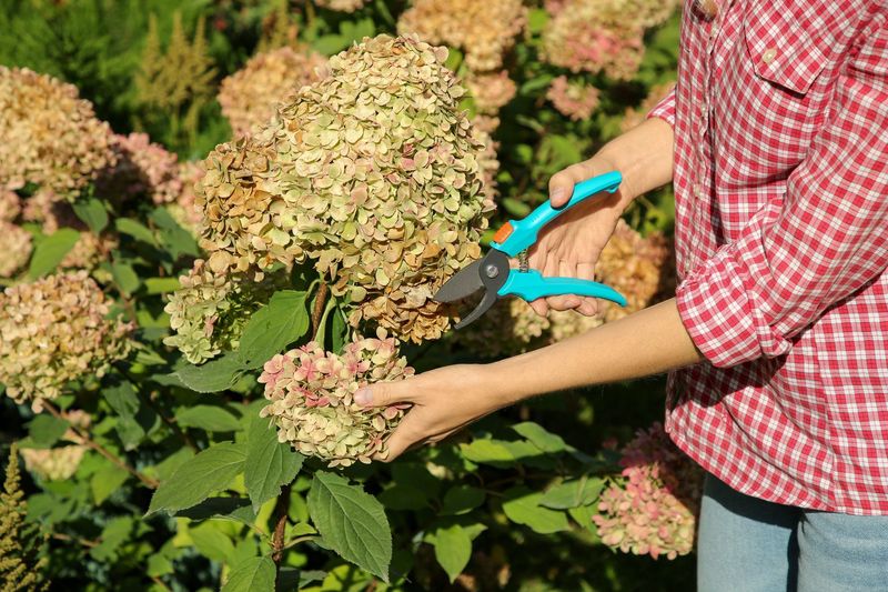 New-wood hydrangeas can use a later pruning window New-wood hydrangeas can use a later pruning window