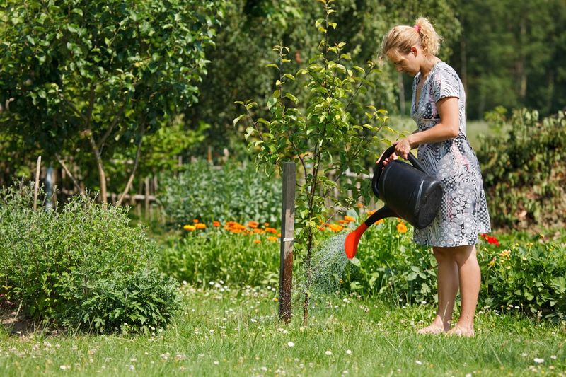 Newly planted trees need a different watering plan