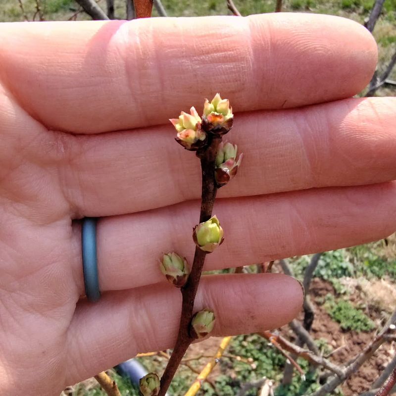 Next year's berries begin forming after this year's harvest
