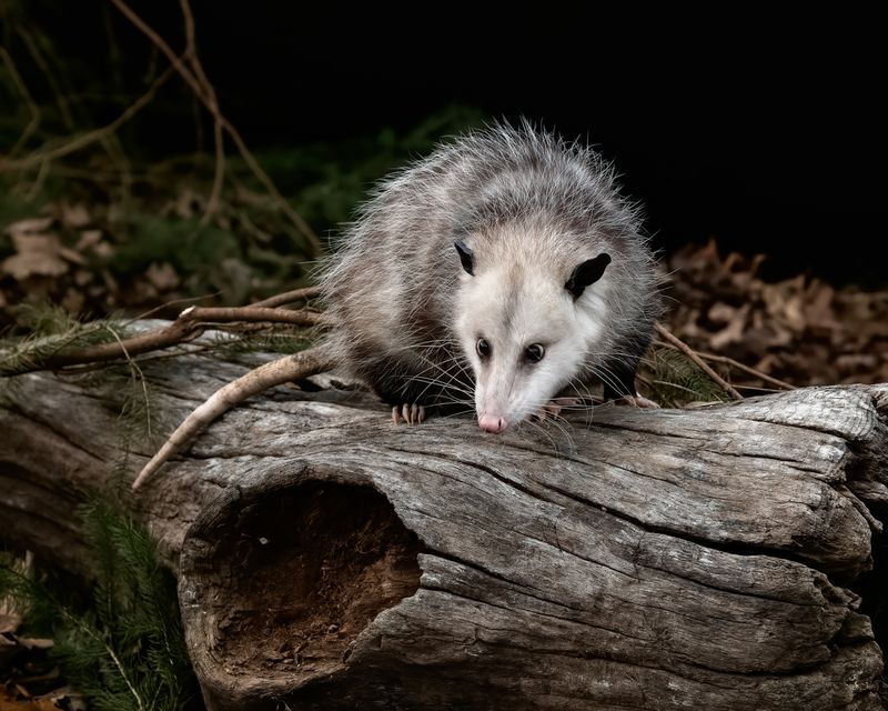 Nightly visits are normal for North Carolina opossums