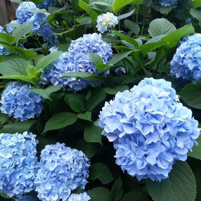Nikko Blue Bigleaf Hydrangea