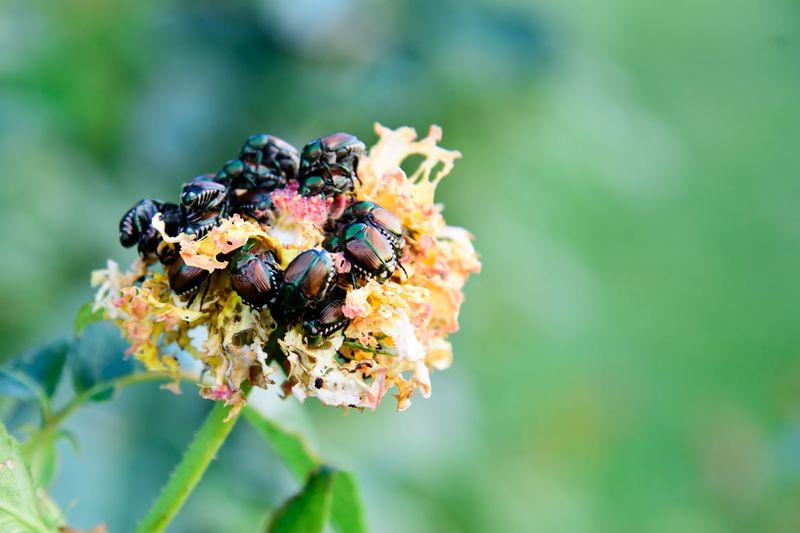 No single action controls next year's beetle population