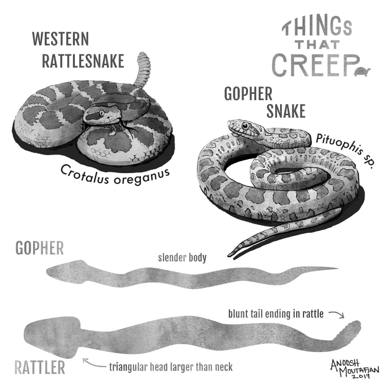 No single visual clue makes a snake safe to approach