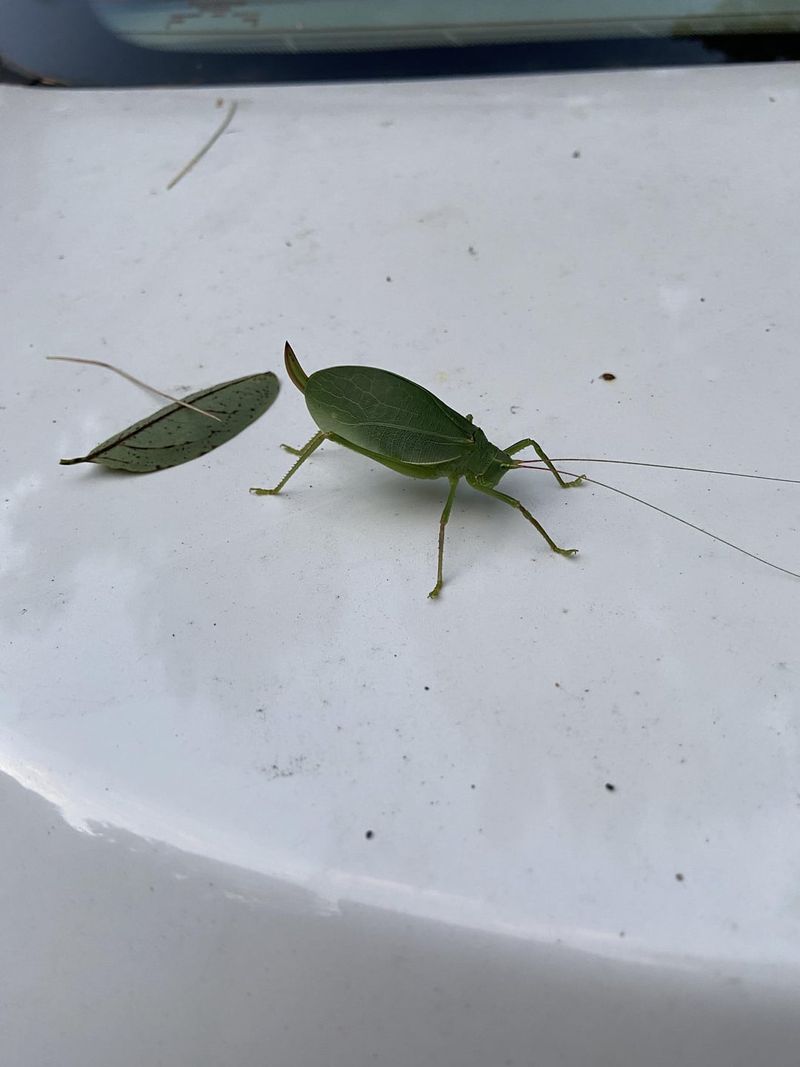 North Carolina Has More Than One Yard Katydid