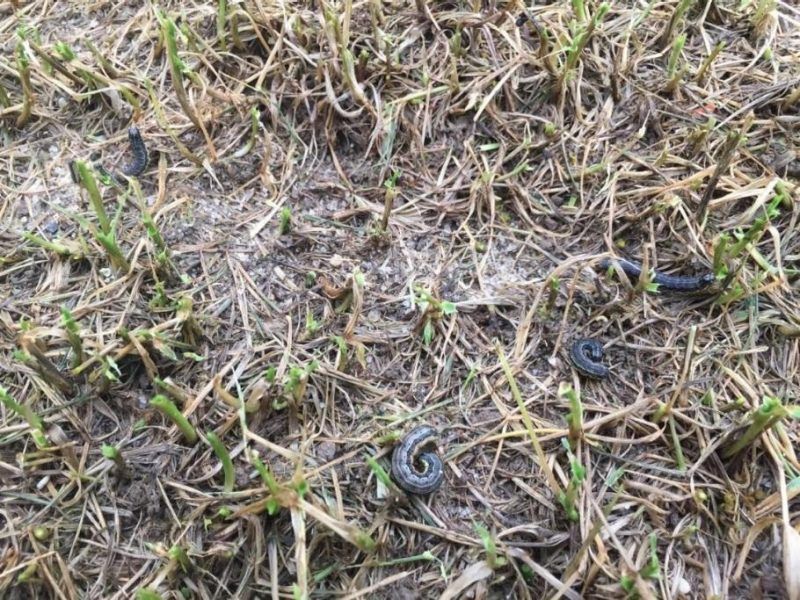 North Carolina faces recurring fall armyworm risk North Carolina faces recurring fall armyworm risk