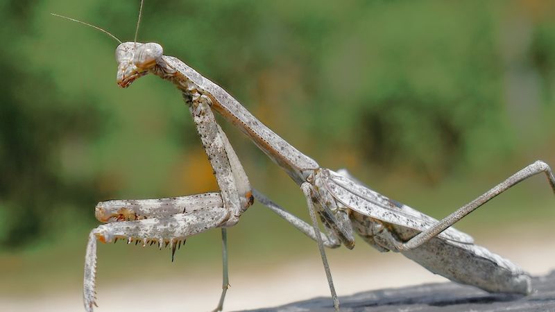 North Carolina has more than one mantis worth identifying North Carolina has more than one mantis worth identifying